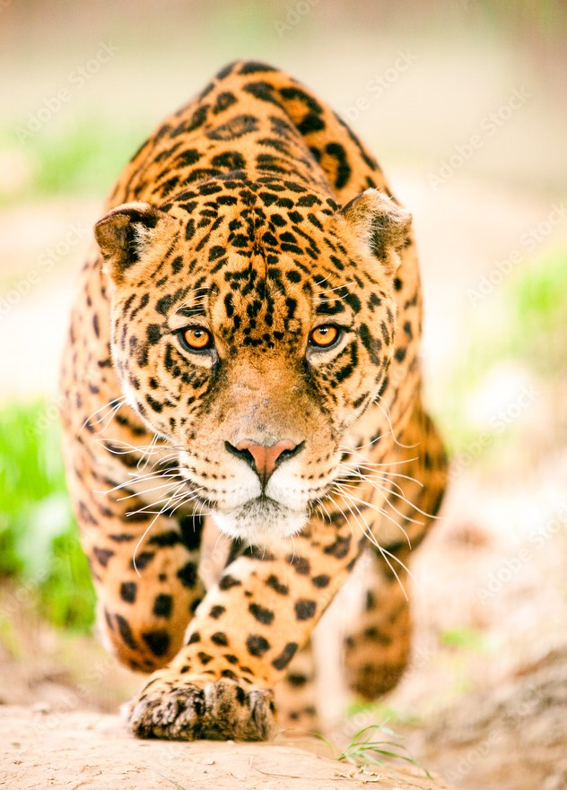 jaguar walking on path